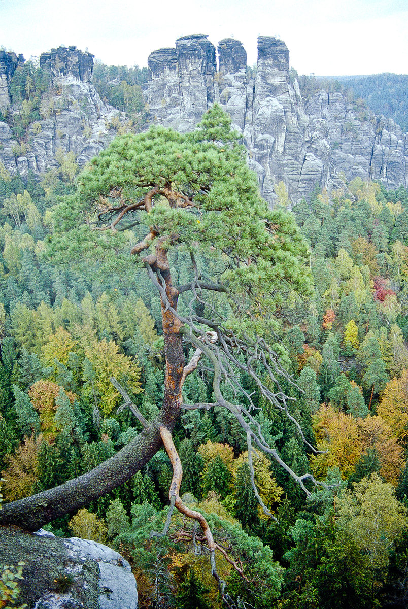 Blick vom Ferdinandstein in der Sächsischen Schweiz. Bild vom Dia. Aufnahme: Oktober 1992.