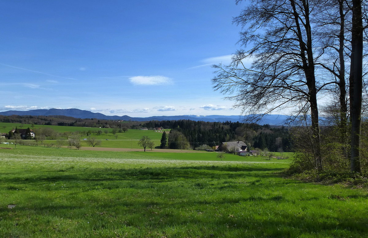 Blick von Freiamt zum Schwarzwald, April 2014
