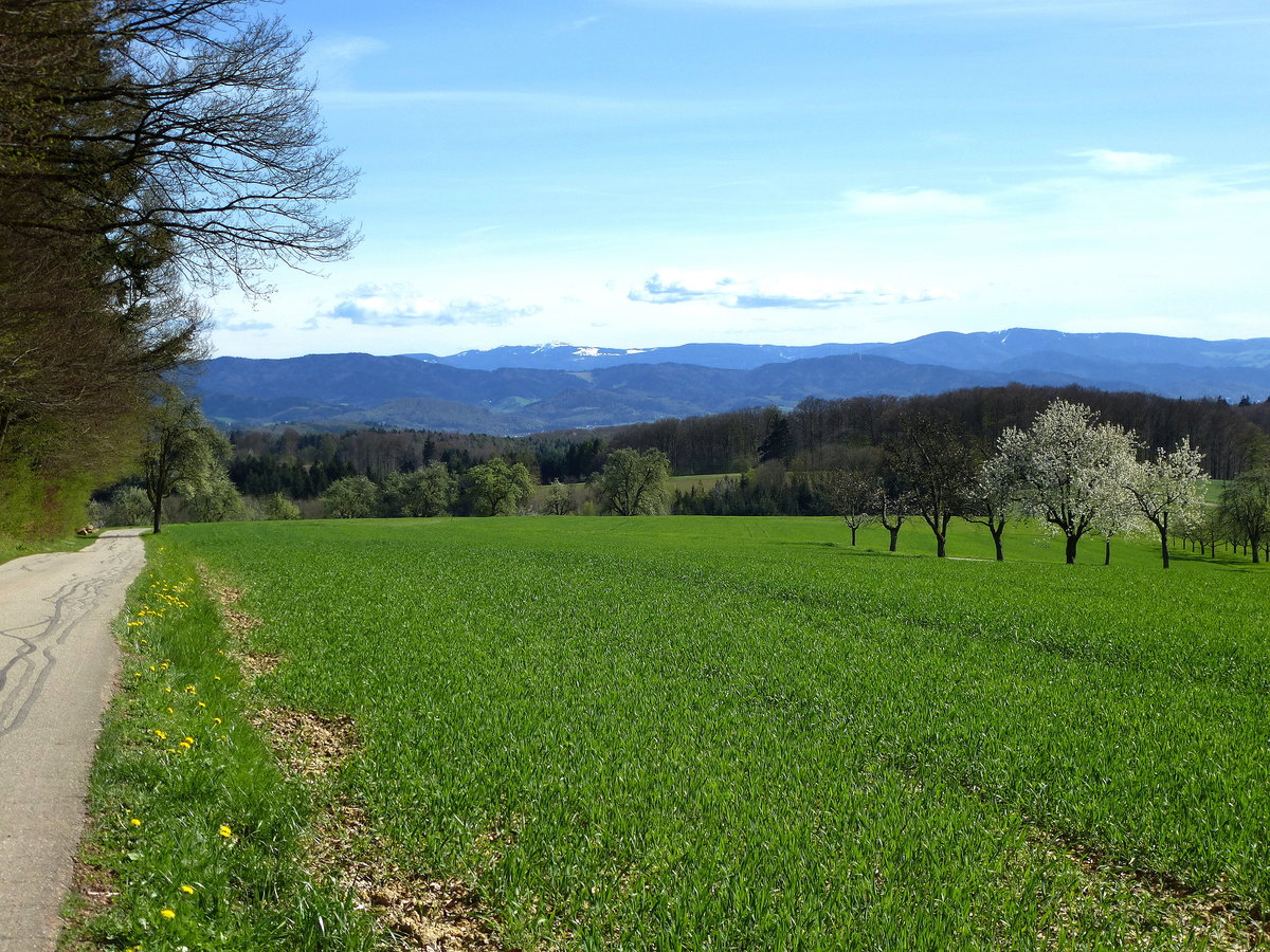 Blick von Freiamt zum Schwarzwald mit dem schneebedeckten Feldberg am Horizont, April 2014