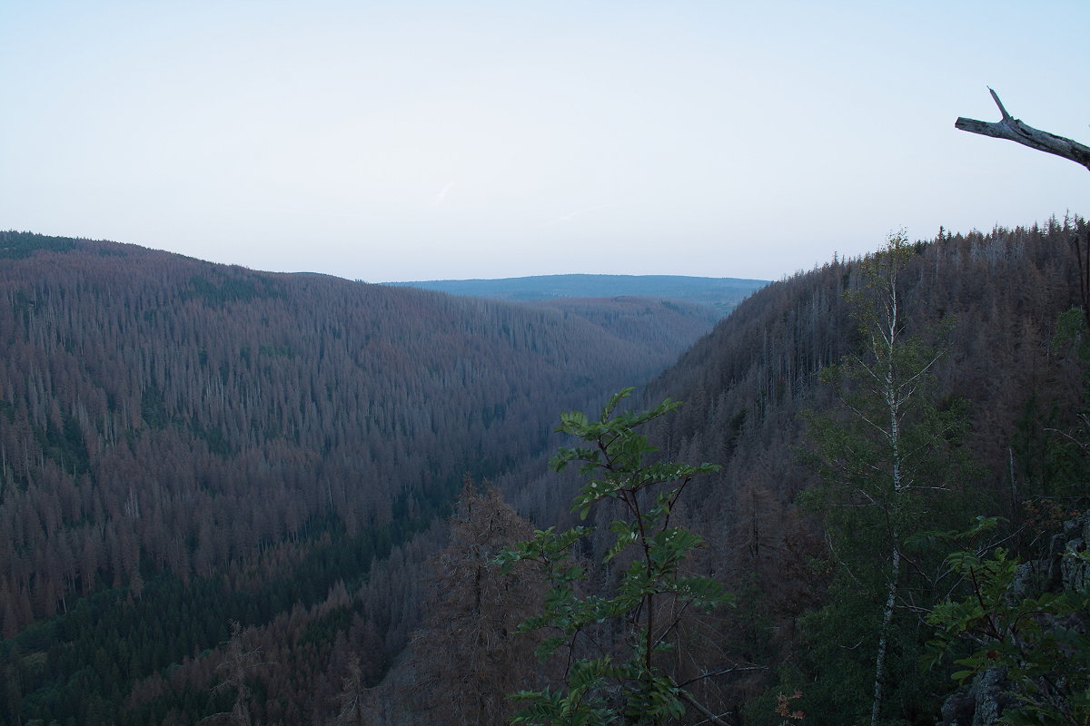 Blick von den Hahnenklee-Klippen über das Odertal Richtung Nordwesten: Man sieht den sterbenden und toten Fichtenwald an der Nordflanke des Rehbergs und an den beiden Sonnenbergen, im Hintergrund in intensivem Blau der Bruchberg; Aufnahme vom frühen Morgen des 27.08.2019...