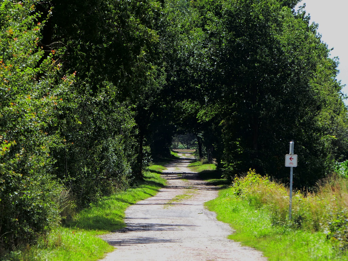 Blick ins  Buschloch  auf dem Grenzweg Niedersachsen/NRW zwischen Rheine und Salzbergen im Sommer, 30.07.2015