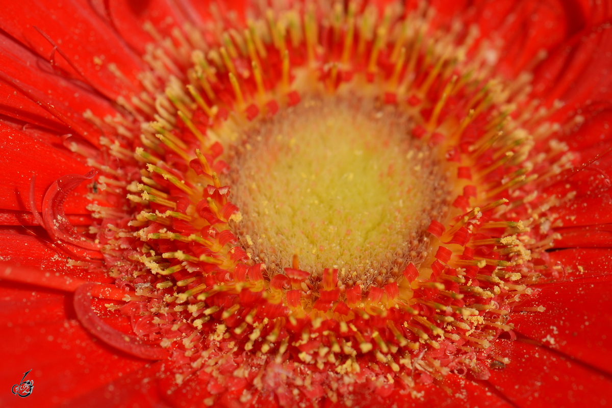 Blick ins Zentrum einer rot blühenden Blume. (Hattingen, Mai 2016)