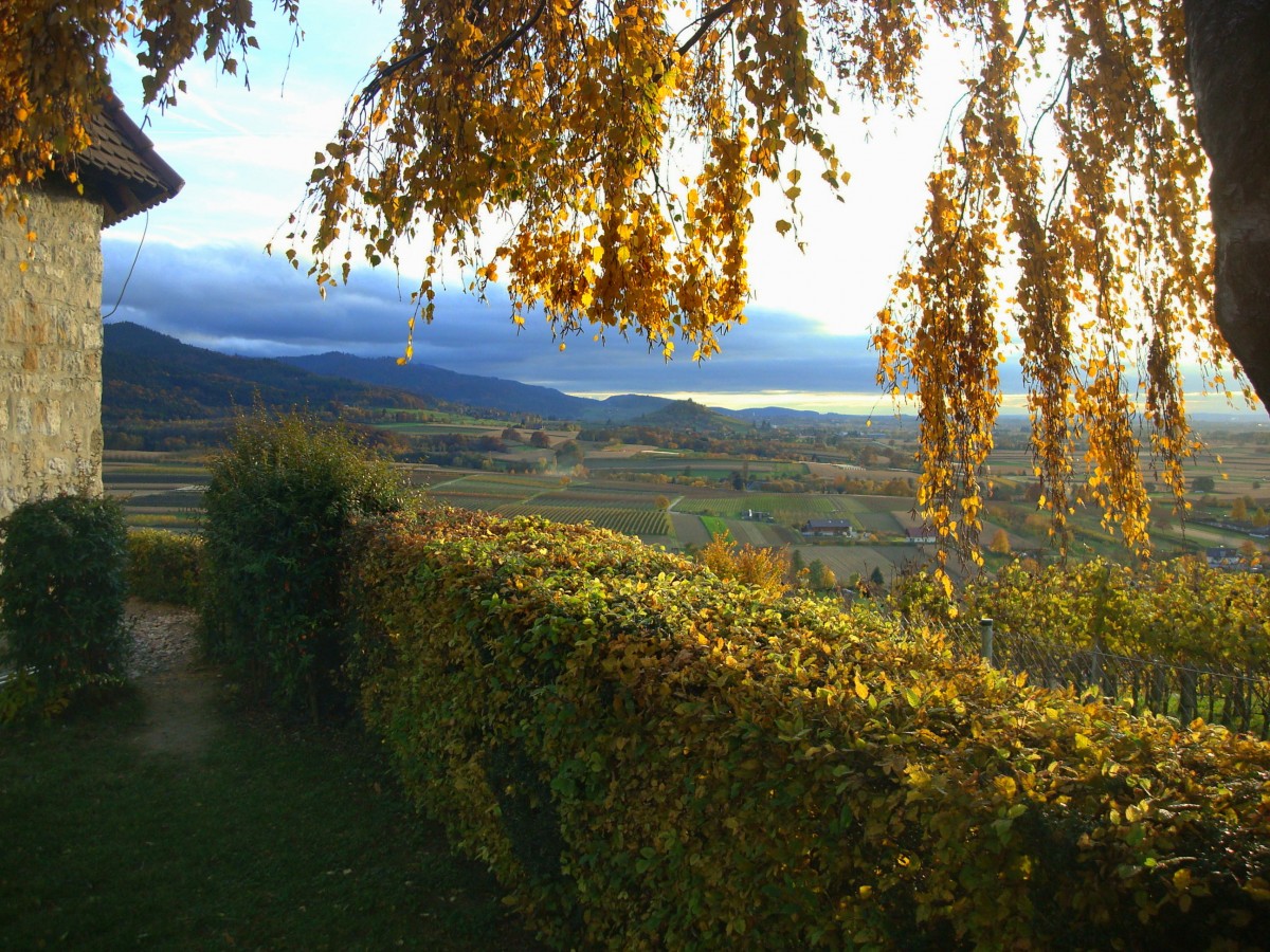 Blick von der Kriegerkapelle bei Ehrenstetten ins herbstliche Markgrflerland und auf den Schwarzwald, Nov.2010