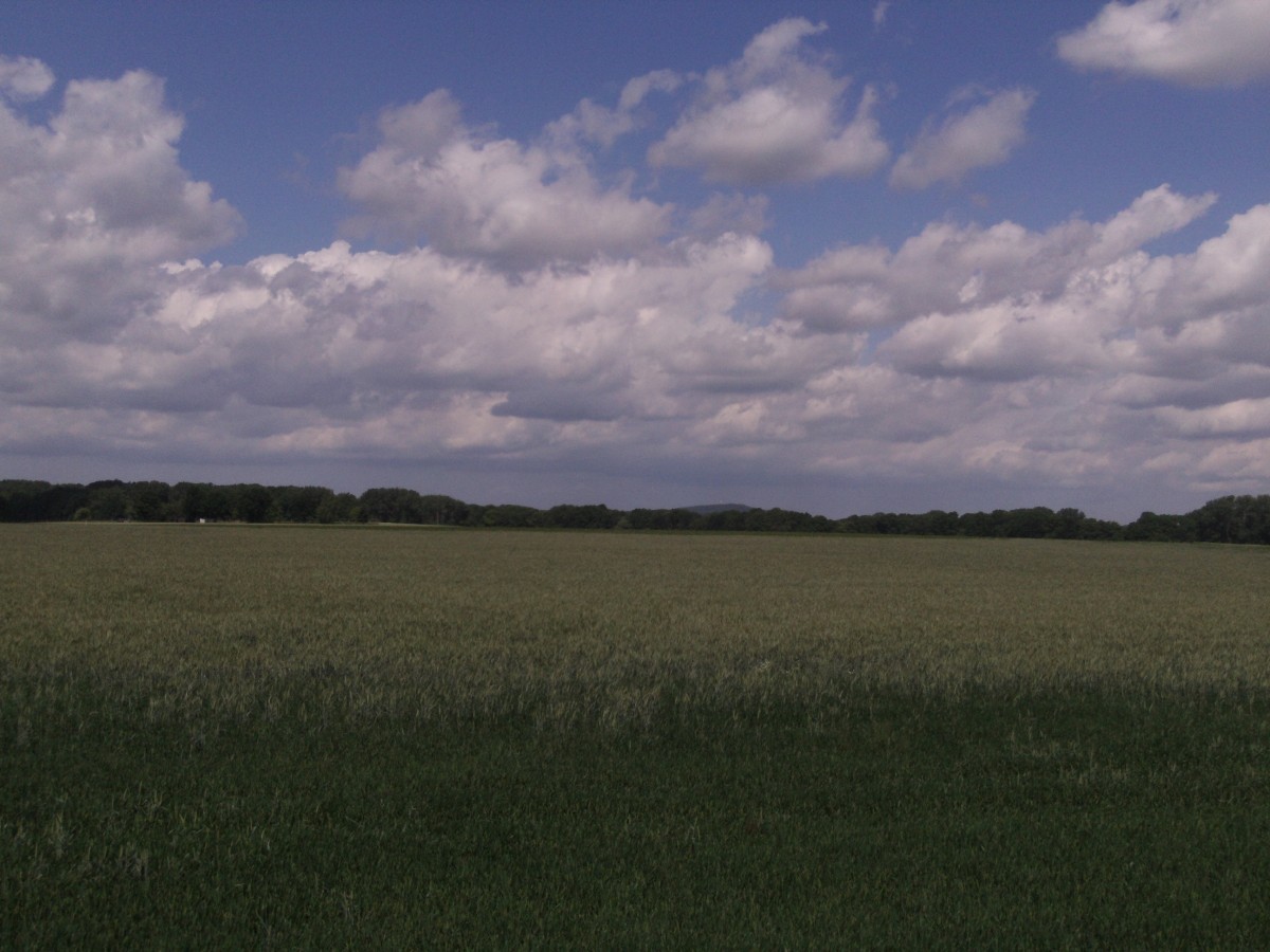 Blick in die Landschaft zwischen Oschatz und Mügeln am 09.06.2012