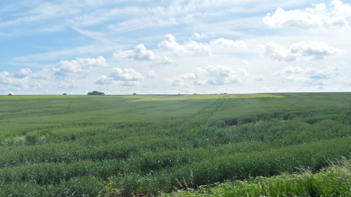 Blick in die Landschaft zwischen Oschatz und Mügeln am 09.06.2012