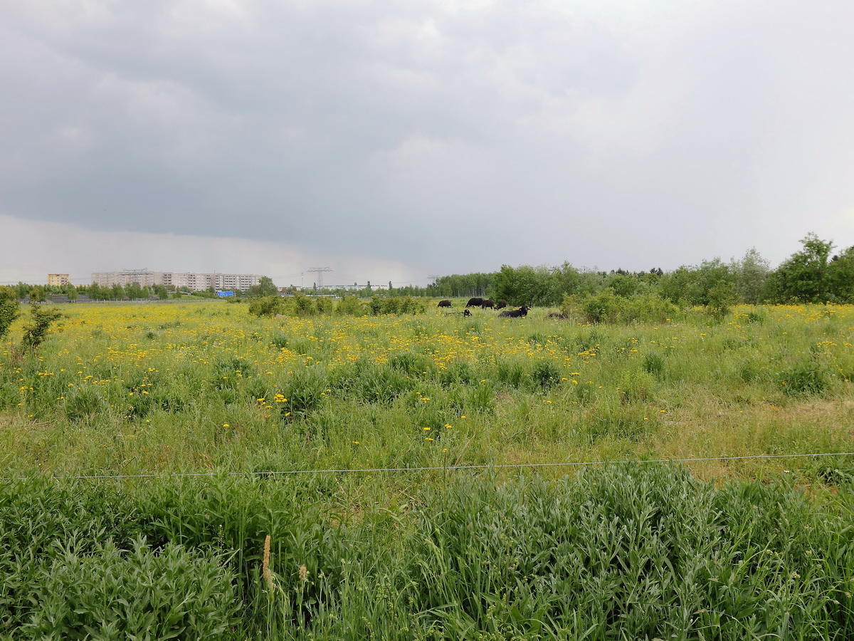 Blick in den Landschaftspark Rudow-Altglienicke am 25. Mai 2015 in Richtung Altglienicke und der Autobahn A 13. Im Vordergrund Wasserbüffel, die als  Landschaftspfleger  eingesetzt werden.