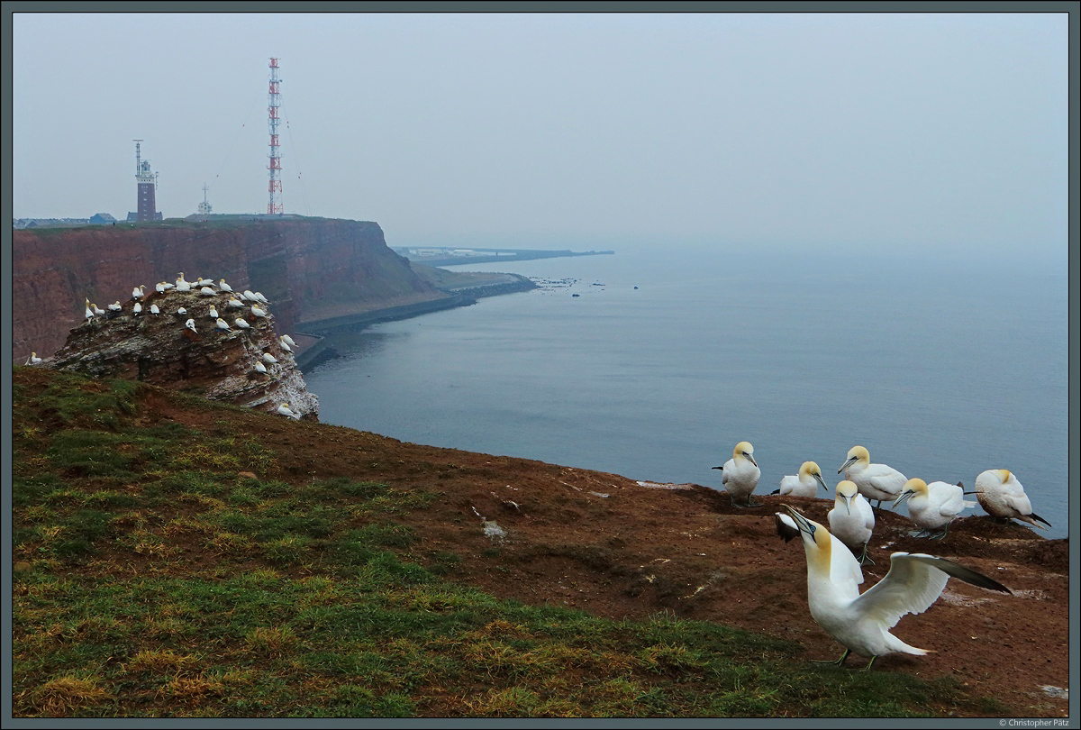 Blick vom Lummenfelsen zum Leuchturm sowie dem Sender Helgoland. (Helgoland, 13.04.2018)