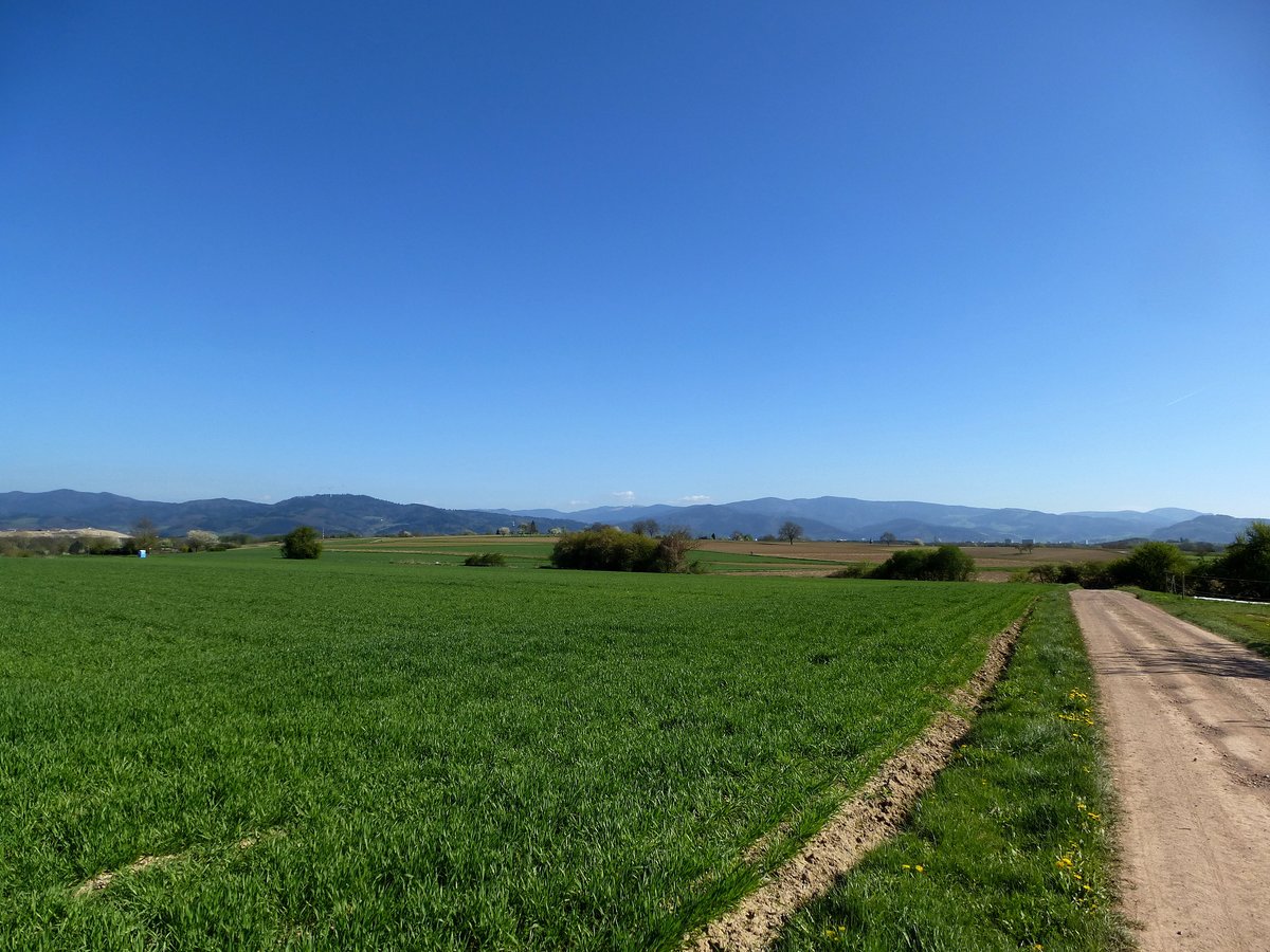 Blick vom Marchhgel in der Rheinebene bei Buchheim auf den Hochschwarzwald, April 2017