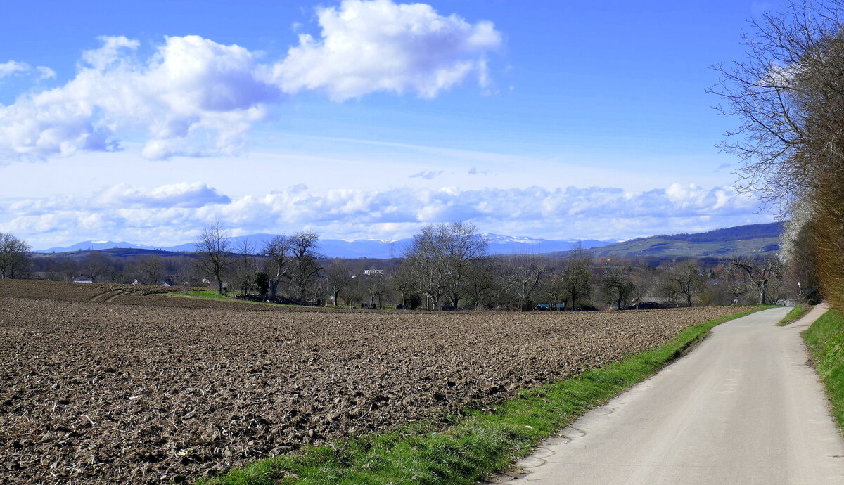 Blick vom Marchhügel in der Rheinebene Richtung Westen, rechts die Ausläufer des Kaiserstuhls, am Horizont die schneebedeckten Vogesen, Feb.2024