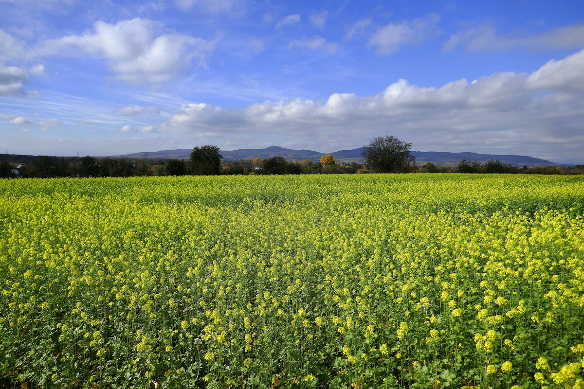 Blick vom Marchhügel in der Rheinebene über blühende Ackersenffelder zum Kaiserstuhl, Okt.2018