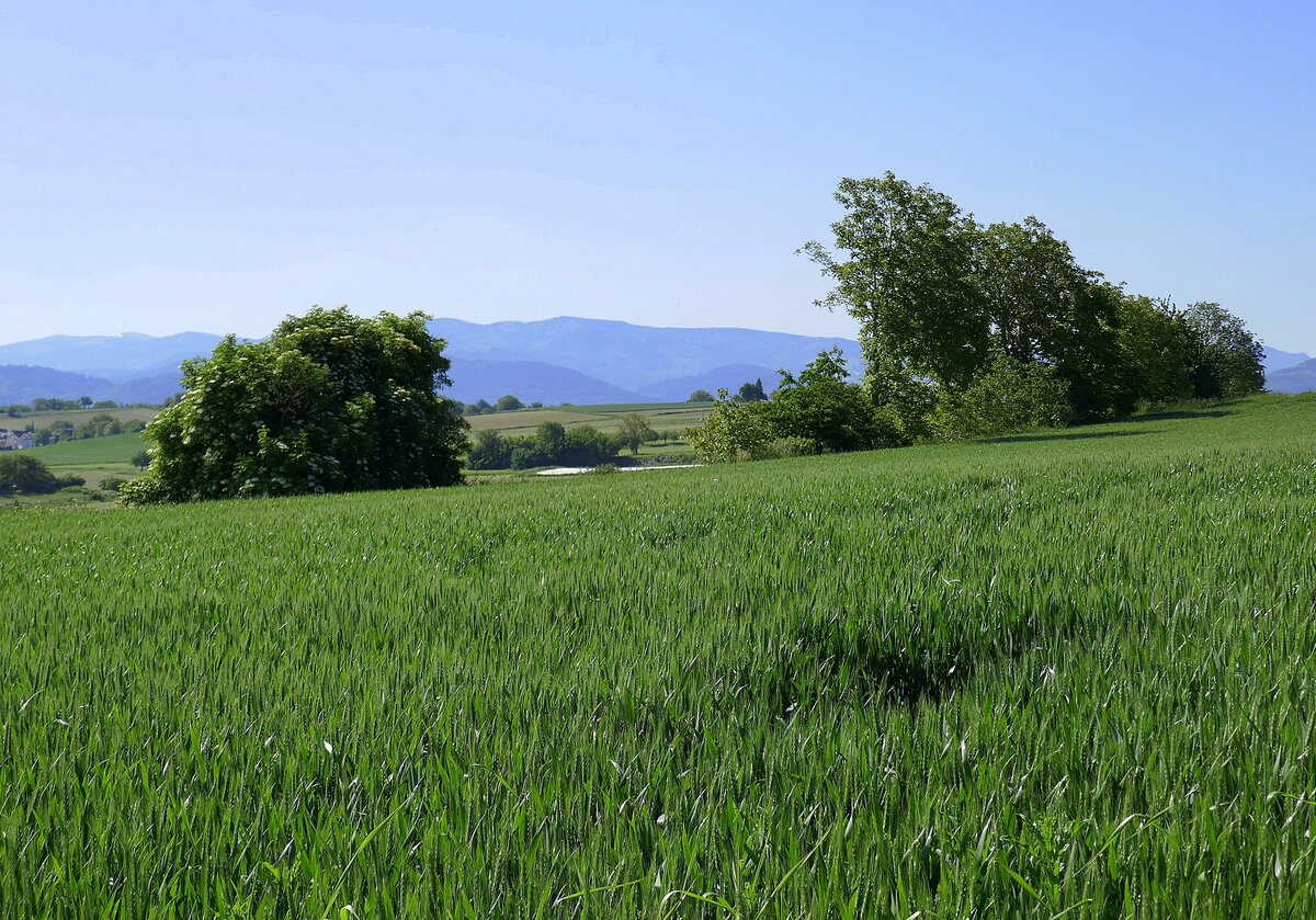 Blick vom Marchhügel in der Rheinebene zu den Schwarzwaldbergen bei Freiburg, Juni 2021