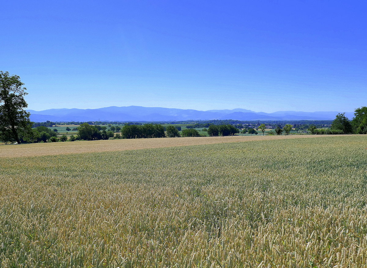 Blick vom Marchhügel über die fast reifen Getreidefelder zum Schwarzwald, Juni 2020