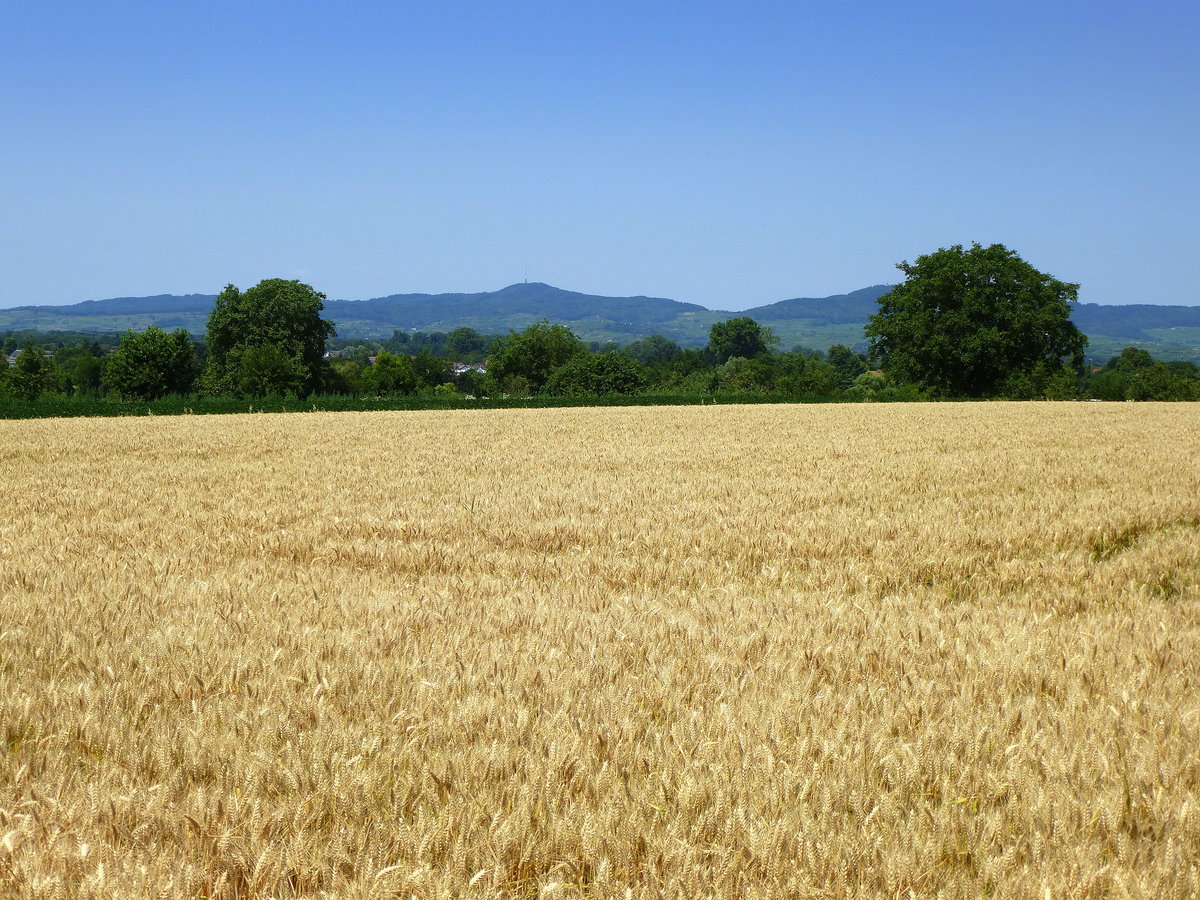 Blick vom Marchhügel über reife Kornfelder zum Kaiserstuhl, Juli 2018