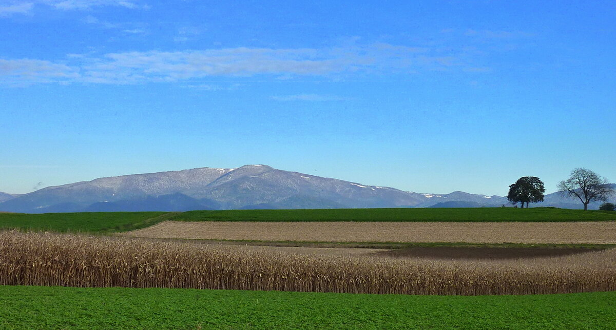 Blick vom Marchhügel zum leicht verschneiten Kandel(1242m) im mittleren Schwarzwald, Okt.2012