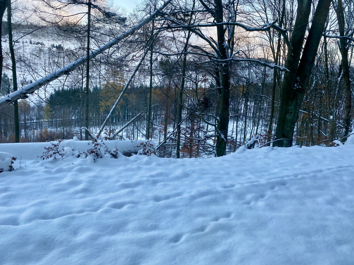 Blick in den Nationalpark Harz kurz vor Drei Annen Hohne am 03. Dezember 2023