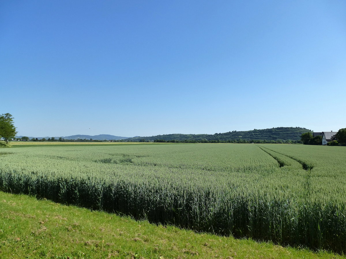 Blick vom Ort Hausen an der Möhlin über die Rheinebene Richtung Norden, rechts die Südspitze des Tuniberges, weiter links am Horizont der Kaiserstuhl, Mai 2017