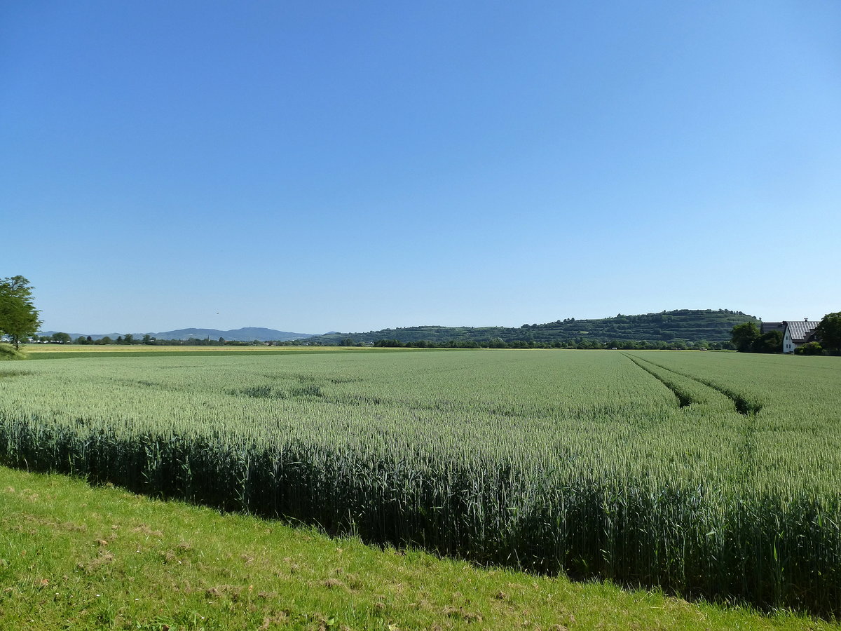 Blick vom Ort Hausen an der Mhlin ber die Rheinebene Richtung Norden, rechts die Sdspitze des Tuniberges, weiter links am Horizont der Kaiserstuhl, Mai 2017