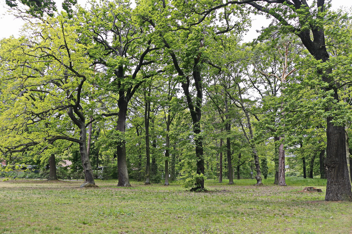 Blick in den Park  in den neuen Garten  am Schloss Cecilienhof an dem die die Potsdamer Konferenz 1945 stattfand, gesehn am 15. Mai 2019.
Das Fotografieren für private Zwecke ist mit einer Fotoerlaubnis gestattet, die an der Kasse  für 3 € erworben wurde. 