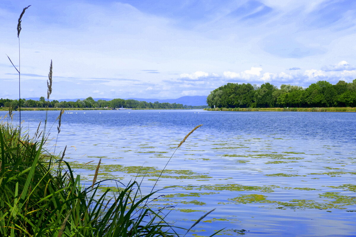Blick rheinabwärts von der Rheininsel bei Kappel-Rhinau, am Horizont der Schwarzwald, Juli 2025