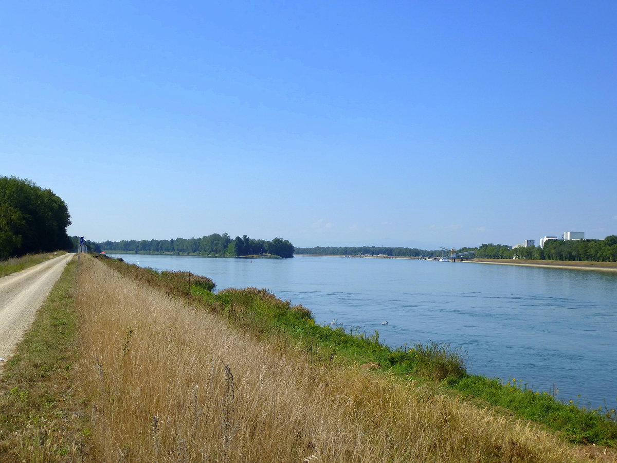Blick vom Rheinufer bei Sasbach flußaufwärts, links zweigt der Altrhein ab, Sept.2016