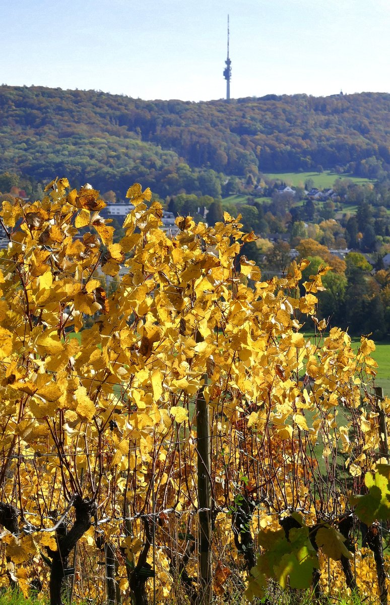 Blick vom Tüllinger Berg über die herbstlichen Weinreben zum Basler Fernsehturm St.Chrischona, Okt.2020