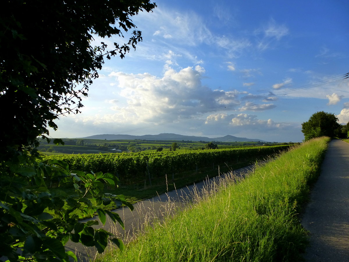 Blick vom Tuniberg zum Kaiserstuhl, Aug.2016