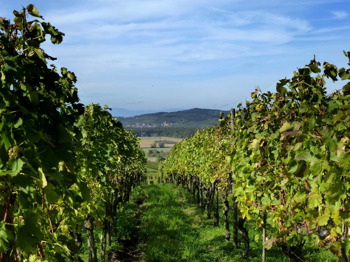 Blick vom Tuniberg zum Weinort Ihringen am Kaiserstuhl, am Horizont die Vogesen, Okt.2013