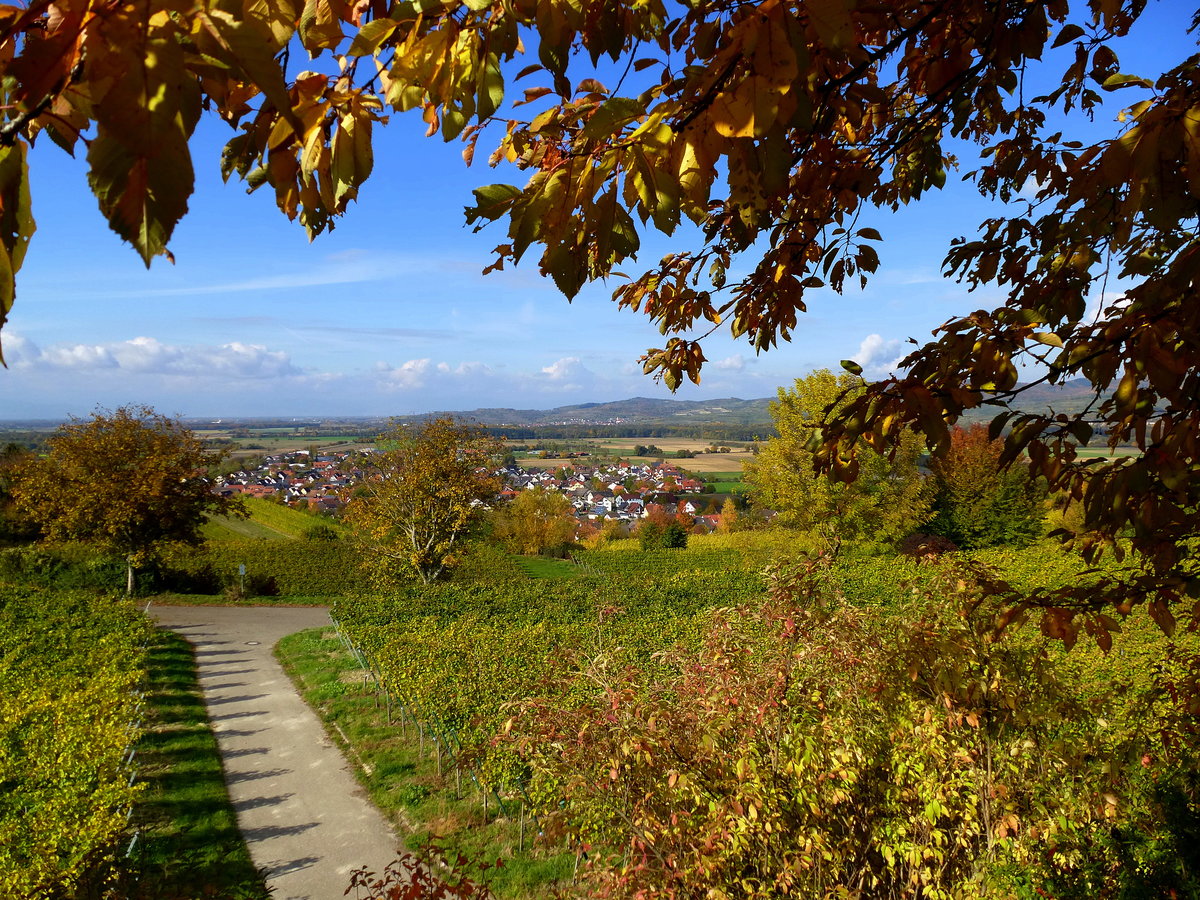 Blick vom Tuniberg zum Winzerdorf Merdingen, im Hintergrund rechts die sdlichen Auslufer des Kaiserstuhles, Okt.2016