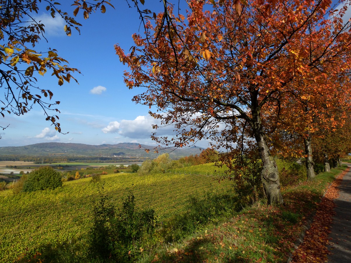 Blick vom Tuniberghhenweg zum Kaiserstuhl, Okt.2015