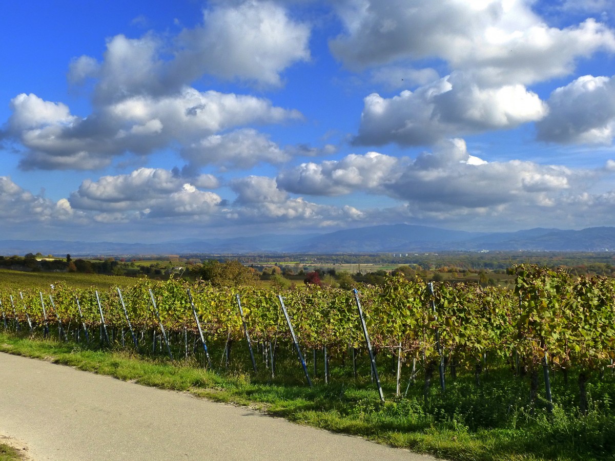 Blick vom Tuniberghhenweg zum Schwarzwald, Okt.2015