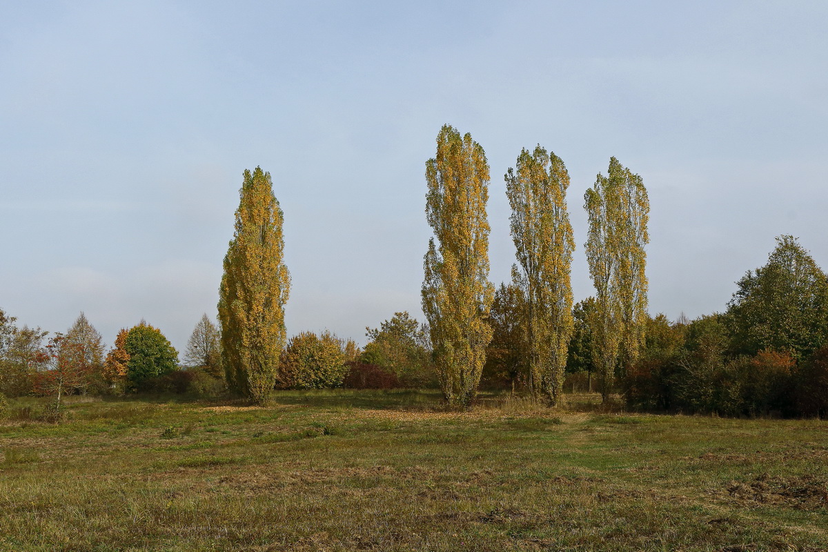 Blick über die alte Hütte in Neunkirchen am 19. Oktober 2018.