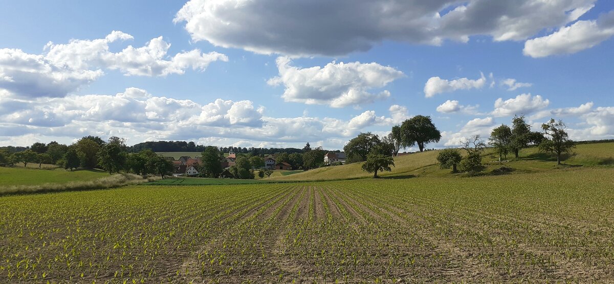 Blick über ein noch überschaubares Maisfeld mit Reichenbuch im Hintergrund  an 26.5.2022