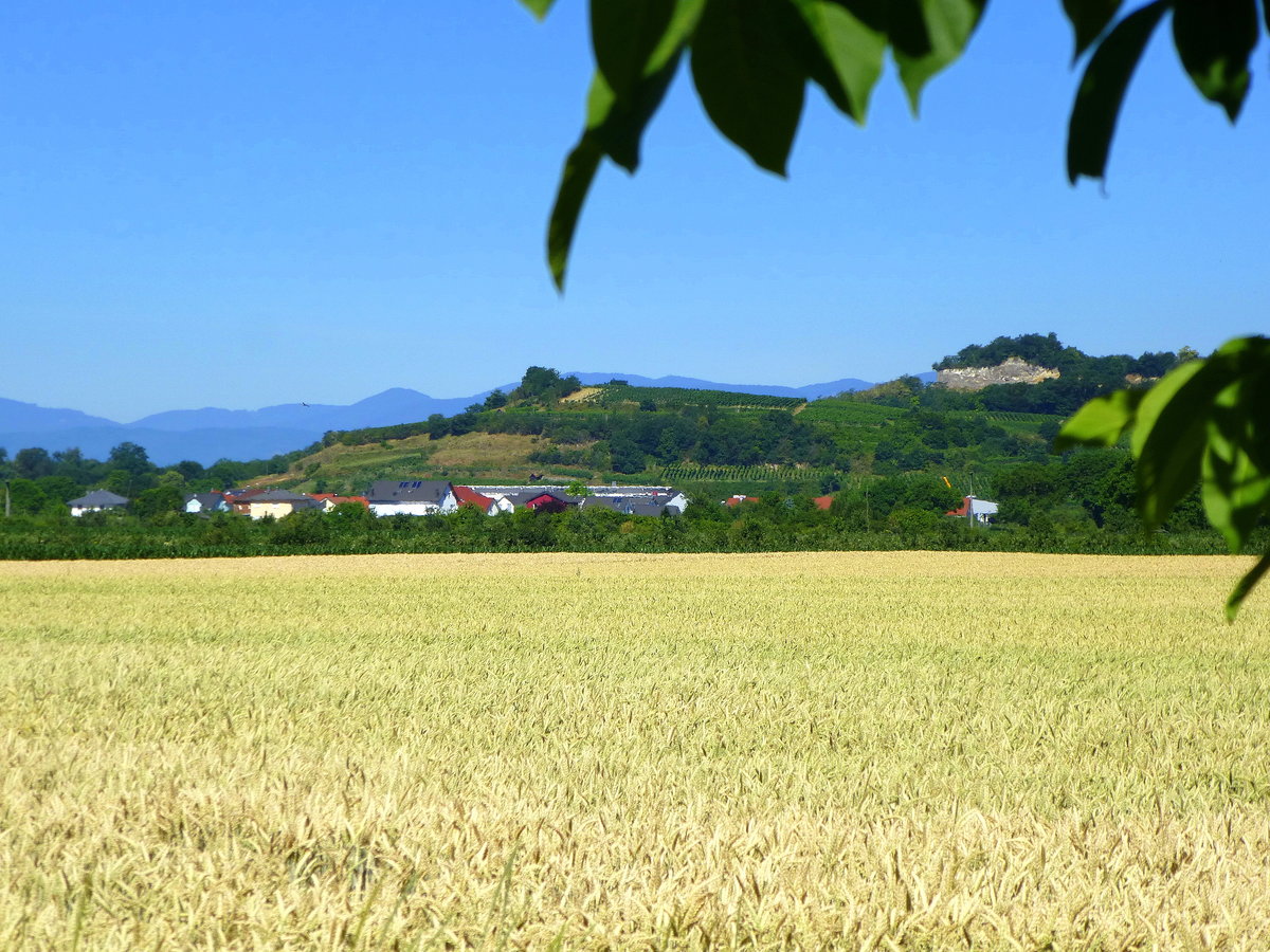 Blick ber ein reifes Kornfeld zum 272m hohen Limberg bei Sasbach am Kaiserstuhl, Juni 2016