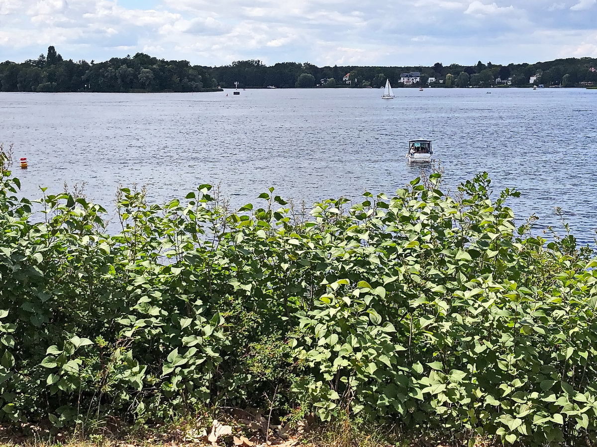 Blick über die Havel von der Pfaueninsel am 22. Juli 2020.