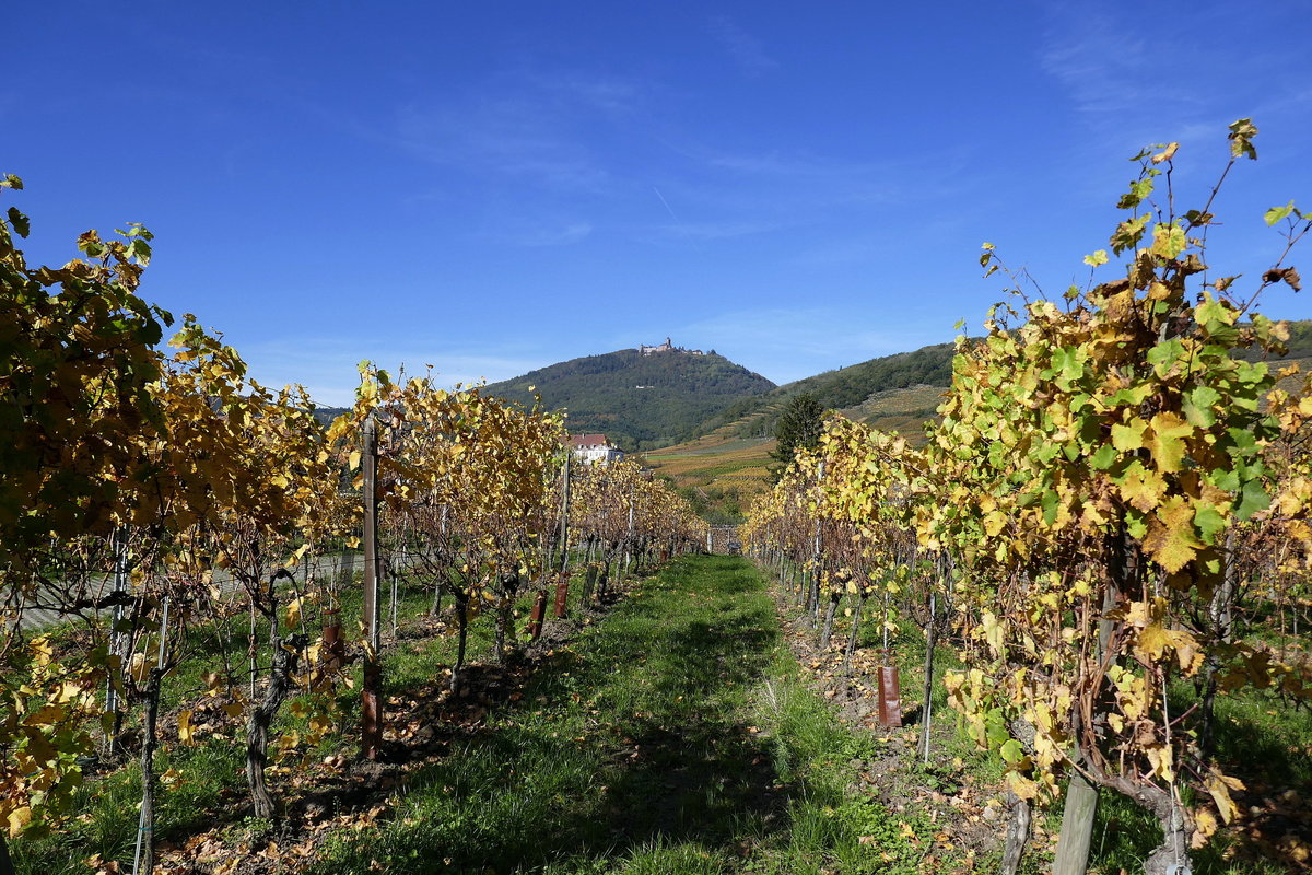 Blick über die herbstlichen Weinberge bei St.Pilt(Saint-Hippolite) im Elsaß zur über 750m hoch gelegenen Hohkönigsburg in den Vogesen, Okt.2019