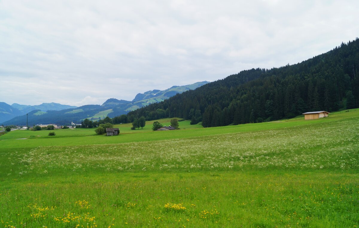 Blick über idyllische Sommerwiesen bei Kirchberg in Tirol Richtung Südosten. Im Hintergrund die Bergwelten von  KitzSki . (25.07.2020.)