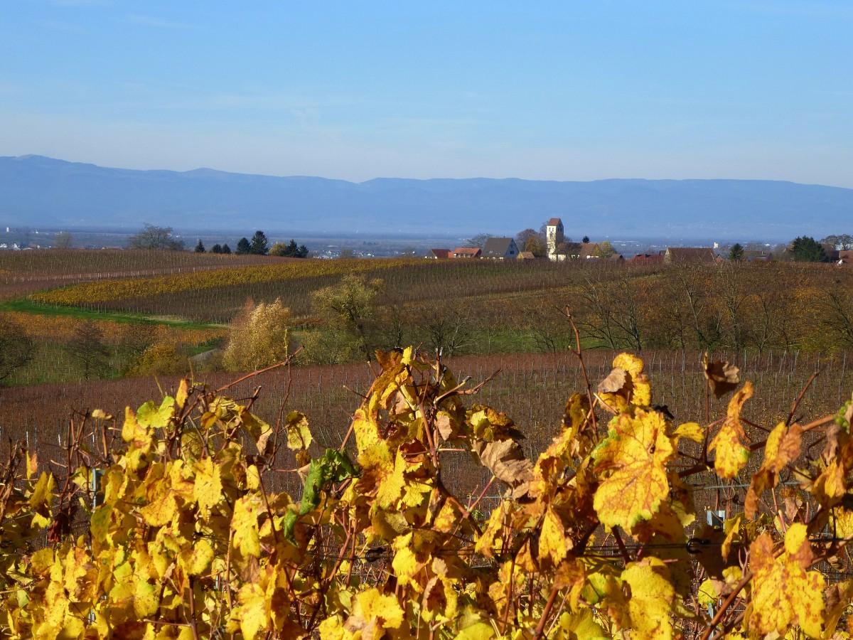 Blick ber die Markgrfler Weinfelder beim Winzerort Betberg in die Rheinebene mit den Vogesen im Hintergrund, Nov.2015