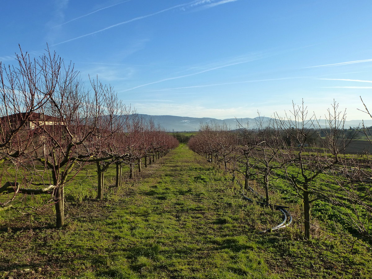 Blick ber eine Pfirsichplantage am Marchhgel in der Rheinebene, am Horizont der Schwarzwald bei Freiburg, Jan.2016