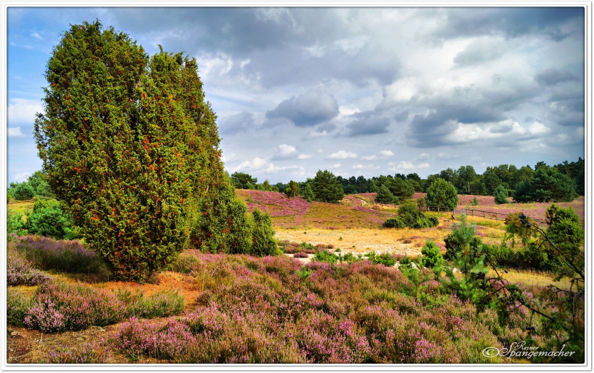 Blick über das Radenbachtal, unter verläuft der Wanderweg. Lüneburger Heide, August 2014.