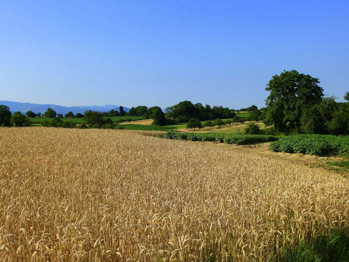 Blick über reife Kornfelder am Marchhügel, am Horizont der südliche Schwarzwald, Juli 2018