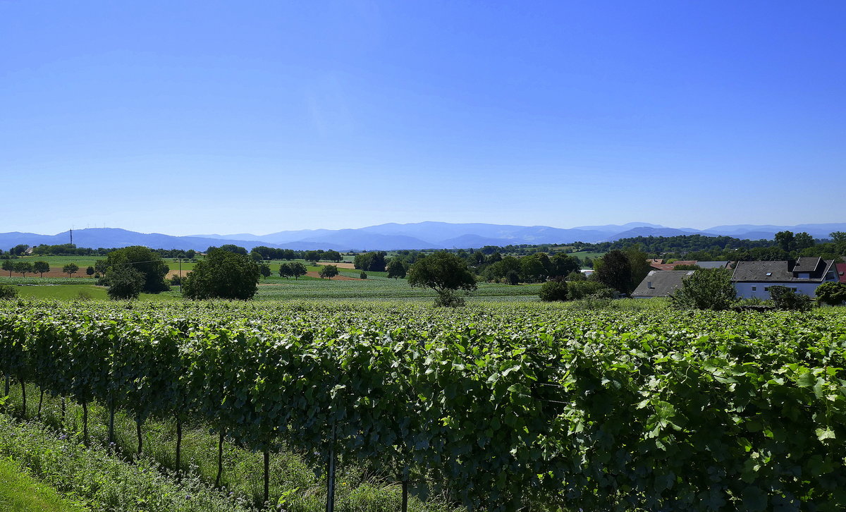 Blick über die Weinfelder auf dem Marchhügel bei Buchheim, am Horizont der südliche Schwarzwald, Juni 2020