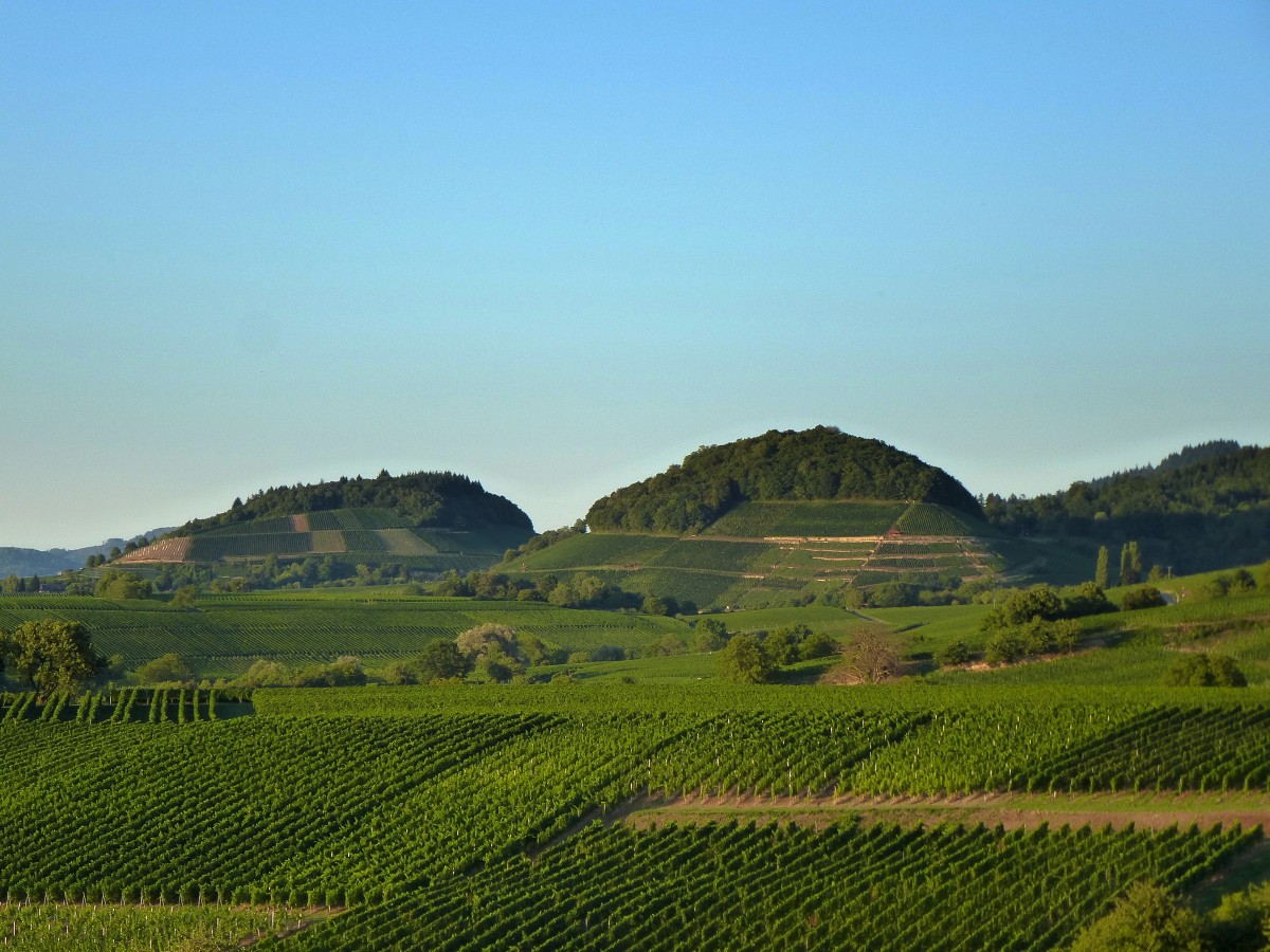 Blick über die Weinfelder des Markgräflerlandes auf die Schwarzwaldvorberge, links der 432m hohe Fohrenberg, rechts der 440m hohe Castellberg, Aug.2015