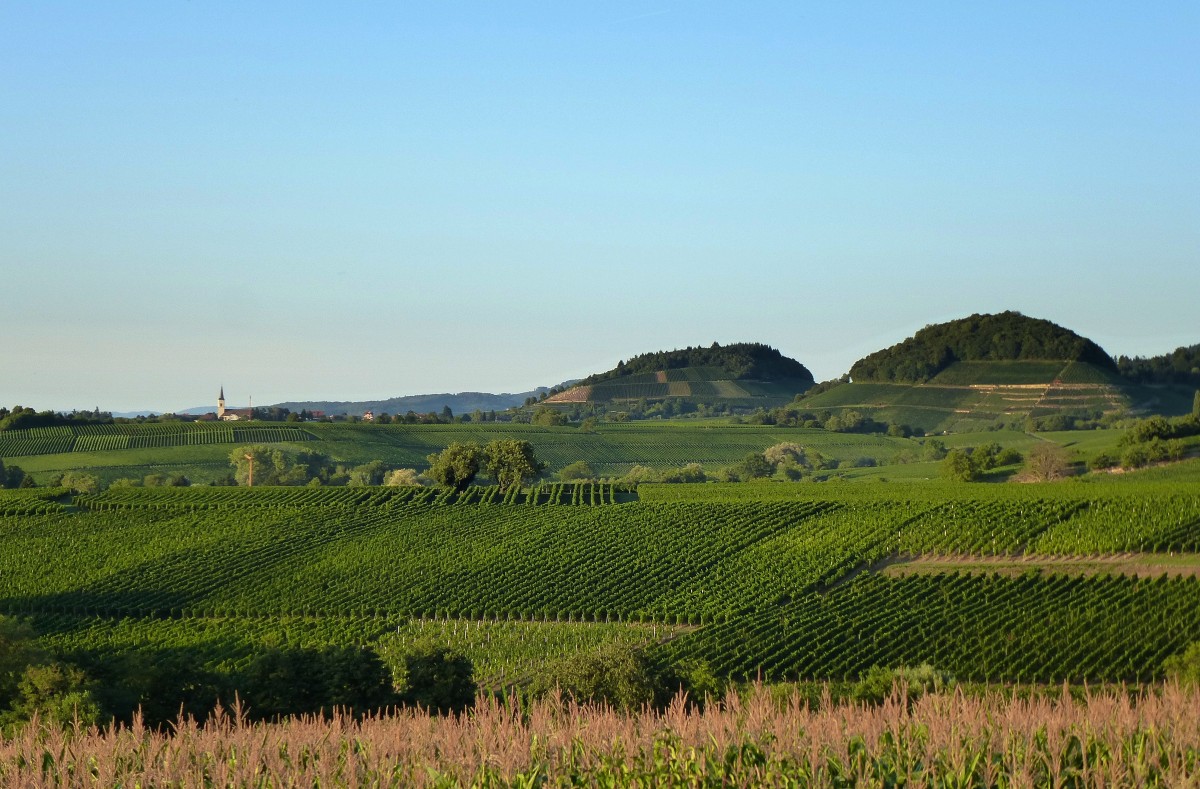 Blick ber die Weinfelder im Markgrflerland auf den Ort Ballrechten, rechts davon der Fohrenberg und der Castellberg, Aug.2015