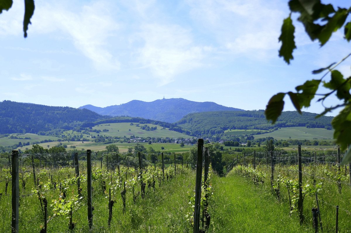 Blick über die Weinreben des Markgräflerlandes bei St.Ilgen zum Hochblauen im Südschwarzwald Juni 2019 