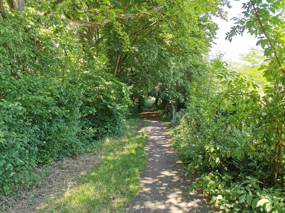 Blick in den Wanderweg entlang des Waldrands am Ende des Tiefenwegs in Fernwald Annerod. Aufgenommen am 24.06.2020.