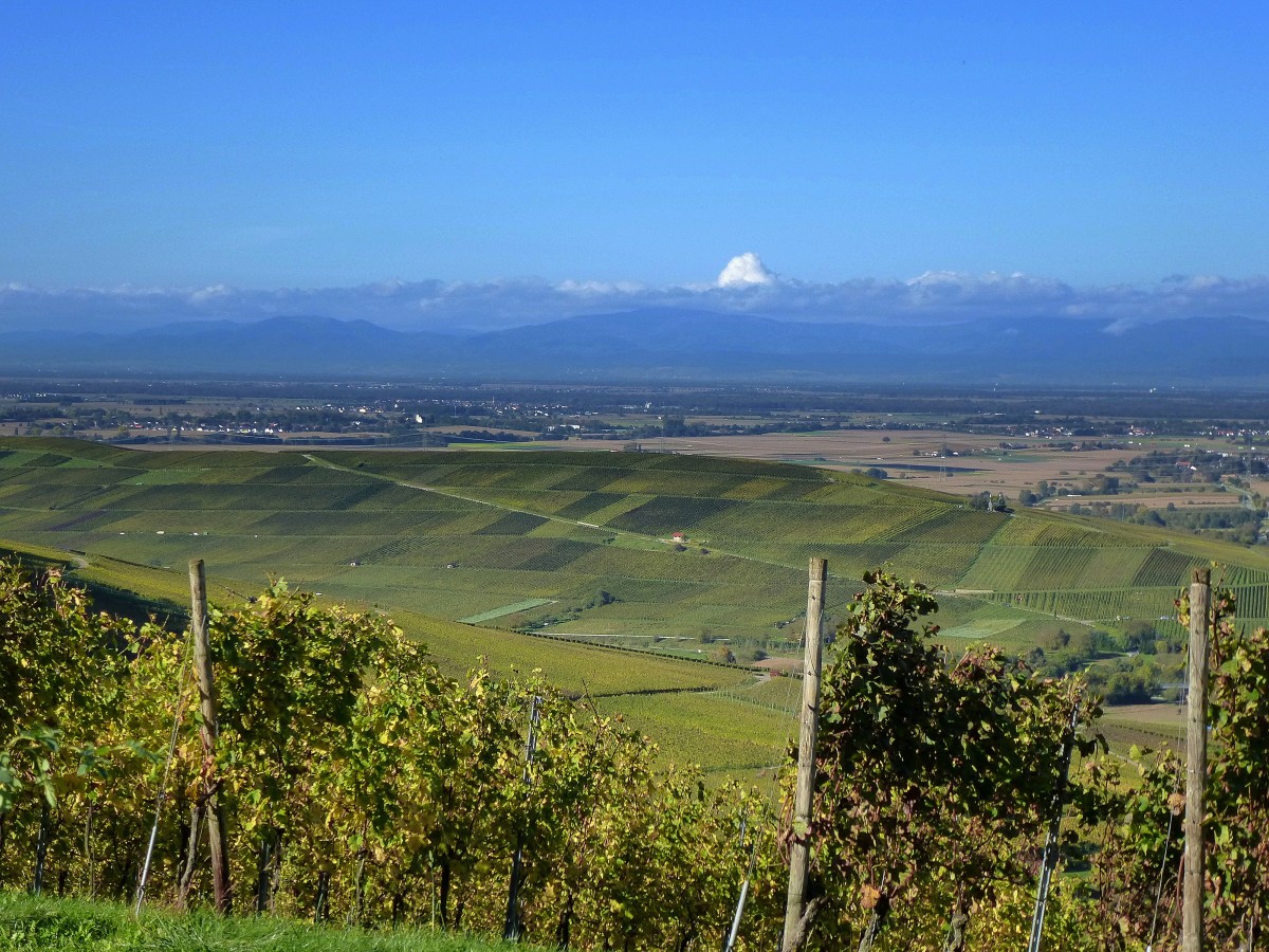 Blick von den Weinbergen bei Ebringen auf den Batzenberg, Deutschlands grten zusammenhngenden Weinberg, dahinter beginnt die ber 40Km breite Rheinebene, am Horizont die Vogesen, Okt.2014