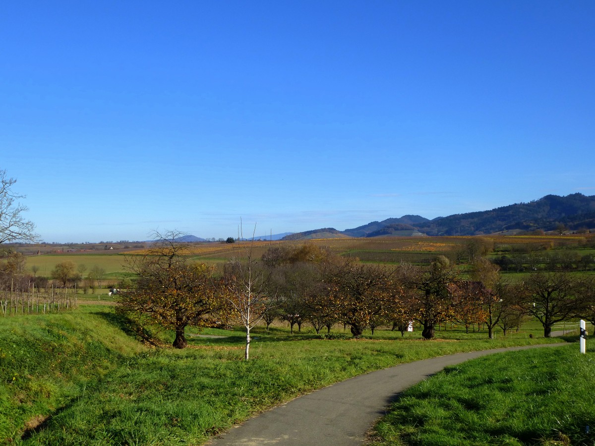 Blick vom Weinort Zunzingen Richtung Norden zum Schwarzwald und den davor liegenden Weinfeldern des Markgrflerlandes, Nov.2015