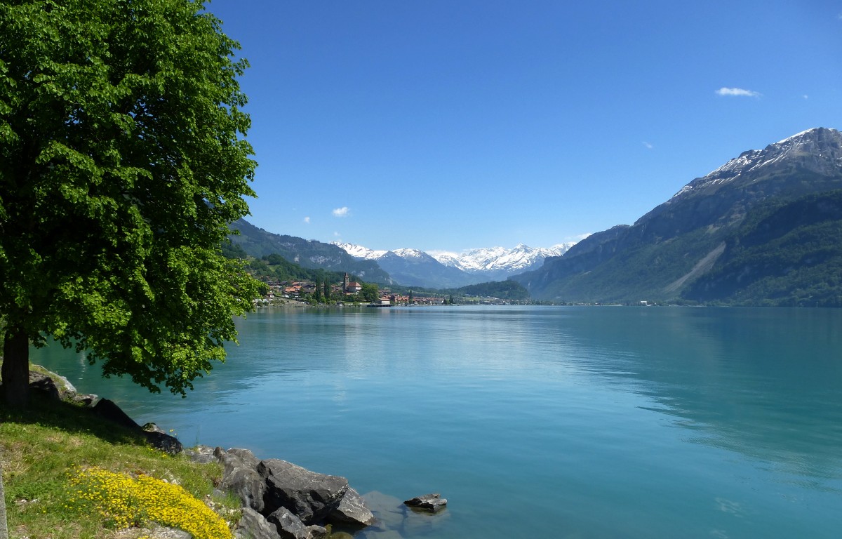 Blick von Wildbach am Nordufer ber den Brienzersee auf den Ort Brienz, Mai 2015 