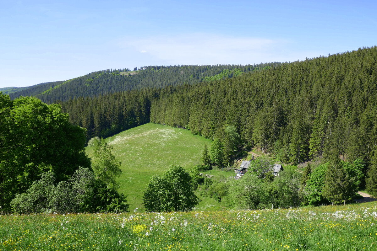 Blick zum Brend im Mittleren Schwarzwald, mit 1149m Höhe, einem Hotel und Aussichtsturm ein beliebtes Ausflugsziel, Juni 2022 