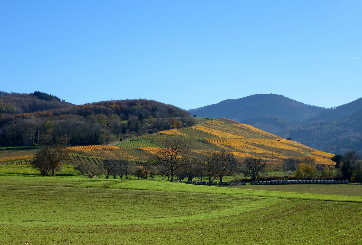 Blick zum herbstlich gefrbten Rmerberg, bekannte Weinlage im Markgrflerland bei Mllheim-Badenweiler, Nov.2015 